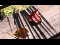 Bill Evans: B Minor Waltz (For Ellaine)