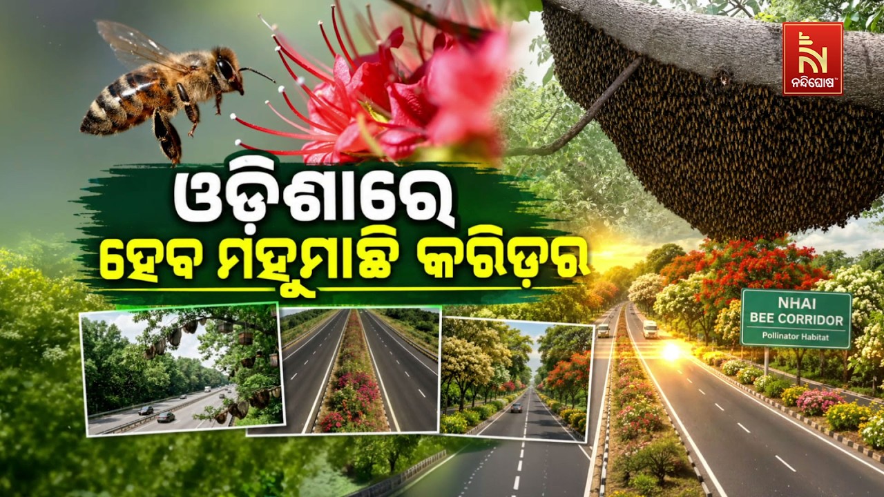 ଓଡ଼ିଶାରେ ହେବ ମହୁମାଛି କରିଡର | NandighoshaTV