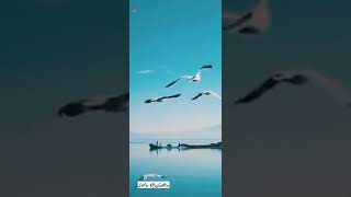 remember you're a Muslim||care for environment||Mufti Menk lecture