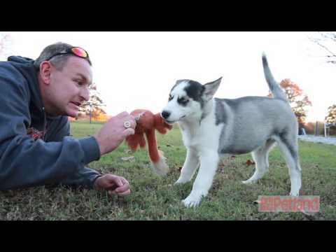 The story of Petland breeders