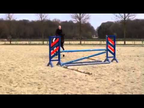 DiQuattro DSF Oldenburg Stallion (Diarado-Quattro B-Pilot) Schooling