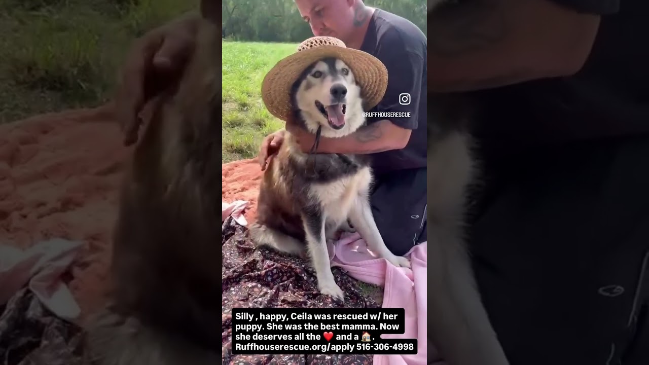 Enlarge Celia, a Adoptable Husky in Oceanside, NY video 6/6