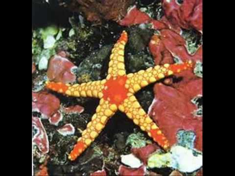 Ressureição - Fagner