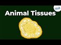 Epithelial Types Of Animal Tissues Don T Memorise