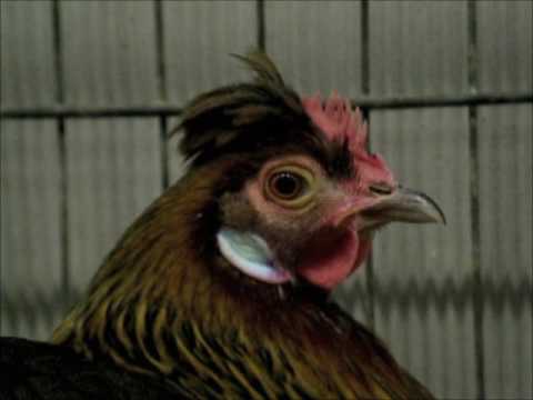 Altsteirer, Bayerische Landesgeflügelschau 2015, Altsteirer Hühner,