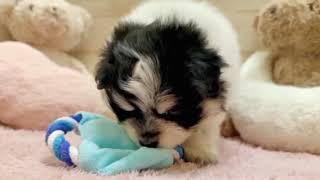 ハーフ犬の動画01