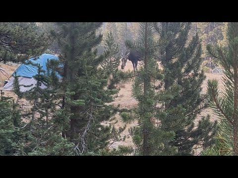 A moose wandered into my camp & my heart almost beat out of my chest!