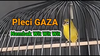 Download lagu Masteran Pleci GAZA Shoots in a Line Wit Wit Wit mp3 Download lagu Masteran Pleci GAZA Shoots in a Line Wit Wit Wit mp3