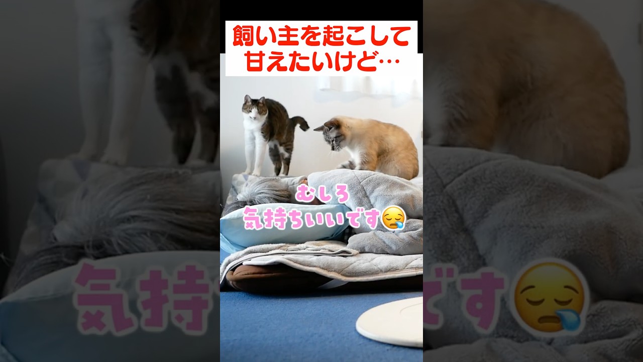 甘えたくなっちゃった猫の行動がこちら