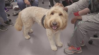 Pet Therapy | Canine Comfort on Campus