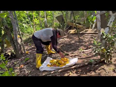 Así cosechamos el tumbo la fruta mas refrescante del campo /Don Valentin