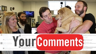 WE LOVE DOGS? - Funhaus Comments #58