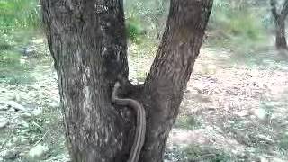 preview picture of video 'Entre serpientes en Barillas'