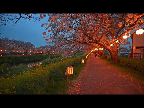 Calm DJI RS4 test among Asaka Cherry Blossoms・4K HDR