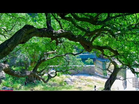 Ain Hasheer Hiking Trail – The Hidden Green Valley of Salalah, Oman 🇴🇲 عين حشير