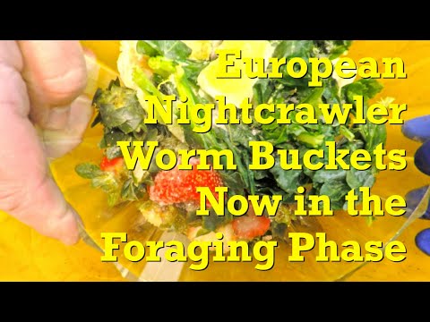 Transition to foraging in yellow buckets w Euro nightcrawler worms - vermicompost