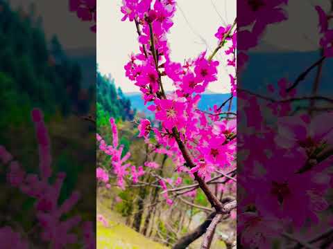Flowers subhan Allah #love #live #nature #mountainswiev #northernareas #travel