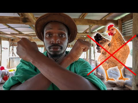 Why Keeping Local Chickens will get you BROKE!