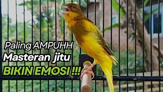 Download lagu KENARI GACOR Cuit CUIT BIRAHI UNTUK PANCINGAN & MASTERAN Kenari PAUD AGAR BUNYI mp3