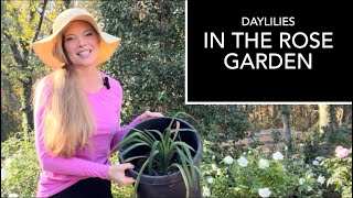 My Most HATED Weed and Planting New Daylilies In The Rose Garden