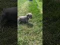 French Bulldog dogs for sale: Chester - Video 1