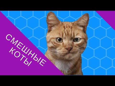 Смешные коты. Приколы с котами
