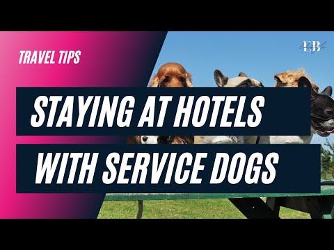 1st YouTube video about are emotional support animals allowed in hotels