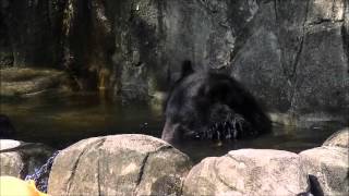preview picture of video '水浴びしているツキノワグマ①　Moon Bear taking a bath #1'