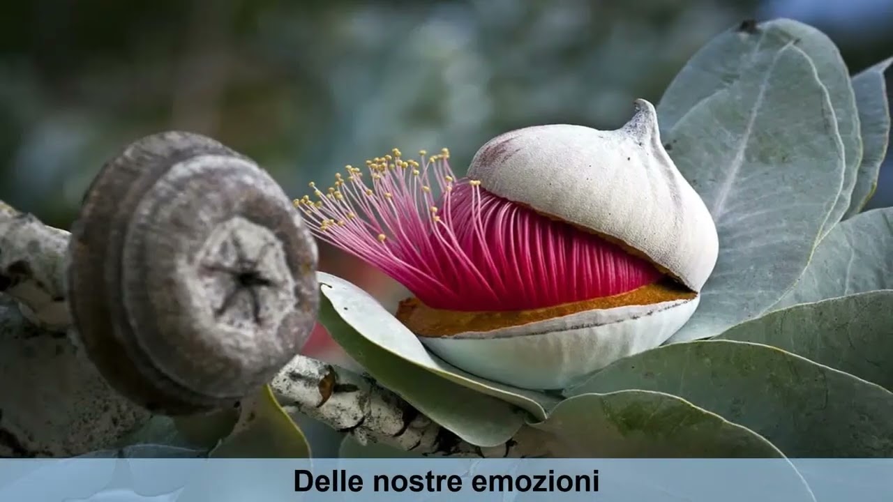 Federica Scaturin-13