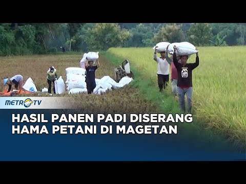 , title : 'Petani di Magetan Resah, Hasil Panen Padi Menurun Akibat Hama'