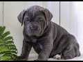 Cane Corso dogs for sale: Kasha - ICCF - Video 1