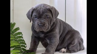 Video preview image #1 Cane Corso Puppy For Sale in LANCASTER, PA, USA