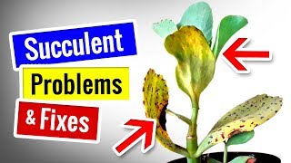 SUCCULENTS and CACTUS CARE | PROBLEMS, SIGNS and HOW TO FIX