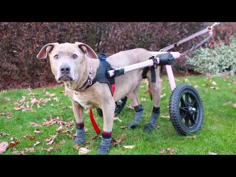 5 Things You Must Know About Dog Wheelchairs Walkin Pets Blog