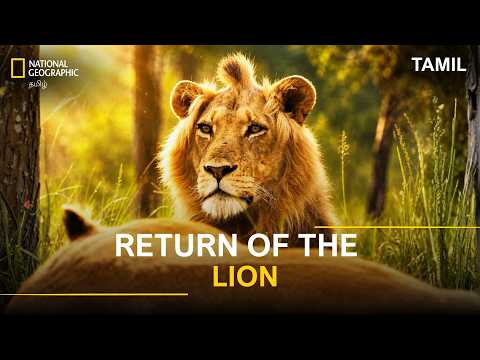 Return of the Lion