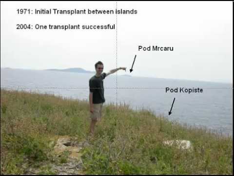 The rapid evolution of a novel structure in island lizards