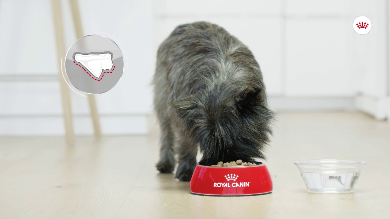 Canine Care Nutrition | Dental Care