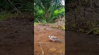 Download lagu TEKUKUR NEKAN LAWAN #tekukurnusantara #tekukur #derkukur #terkukur #balam #shortvideo mp3 Download lagu TEKUKUR NEKAN LAWAN #tekukurnusantara #tekukur #derkukur #terkukur #balam #shortvideo mp3