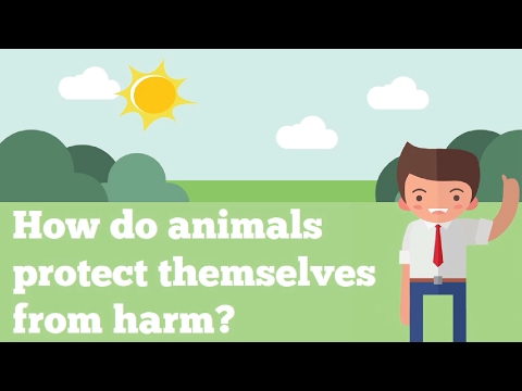 How do animals protect themselves from harm