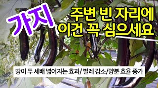 가지 주변 빈 자리에 이건 꼭 심으세요- 땅이 두 세배 넓어지는 효과. 벌레 감소. 양분 효율 증가