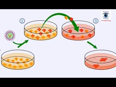 Scientists reprogram embryonic stem cells to expand their potential cell fates.