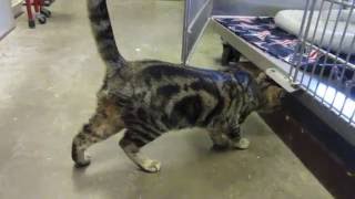 ADOPTED- Dudley who is a Bengal Breed Guest appearance by Beau too