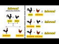 Perkawinan Inbreed Perkawinan Sedarah Pada Ayam Cara Terbaik Mendapatkan Genetik Dominan