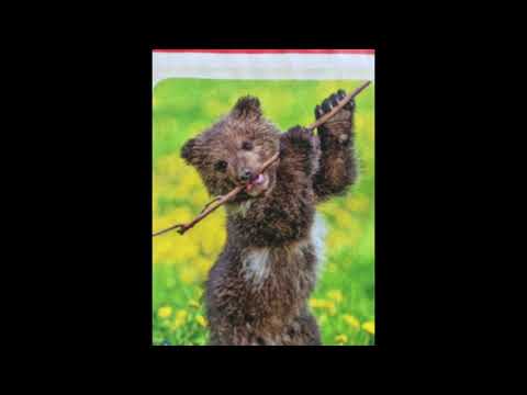 @ionbogdanstefanescu  Dan Buciu - Nostalgii vieneze (Viennese nostalgia)