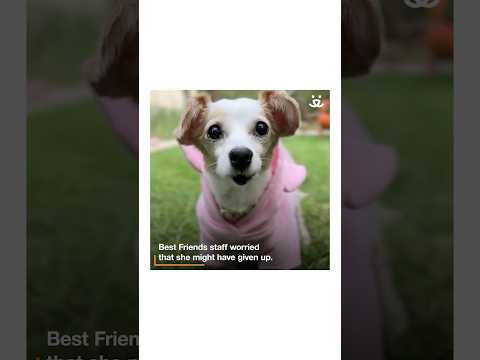 Youtube Video Embed