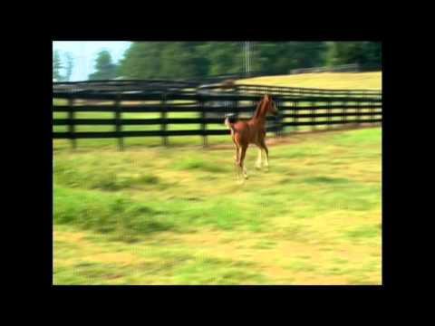 Sirreal HF  Sir Donnerhall colt at 2 weeks old. SOLD