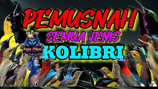 Download lagu MP3 pikat sogon dan burcil lainya terbaru mp3