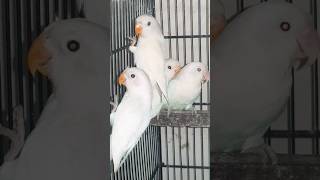 Download lagu best quality albino lovebirds  parrot #albion #parrot #animals #bird mp3
