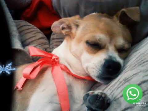 WONDER  VIDEO  EVIE  I  LOVE  YOU