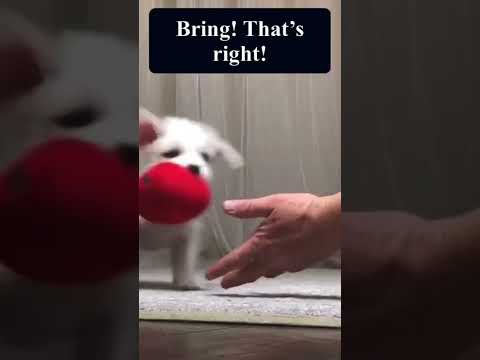 What is Clicker Training